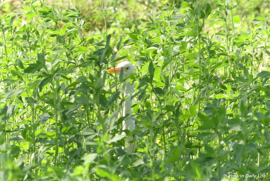 A boogla scouting for bugs in the 2017 alfalfa plantation